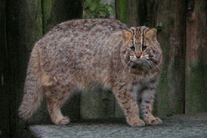 Amurska šumska mačka - predator lygone više dom mačka Amurska šumska mačka - predator lygone više dom mačka